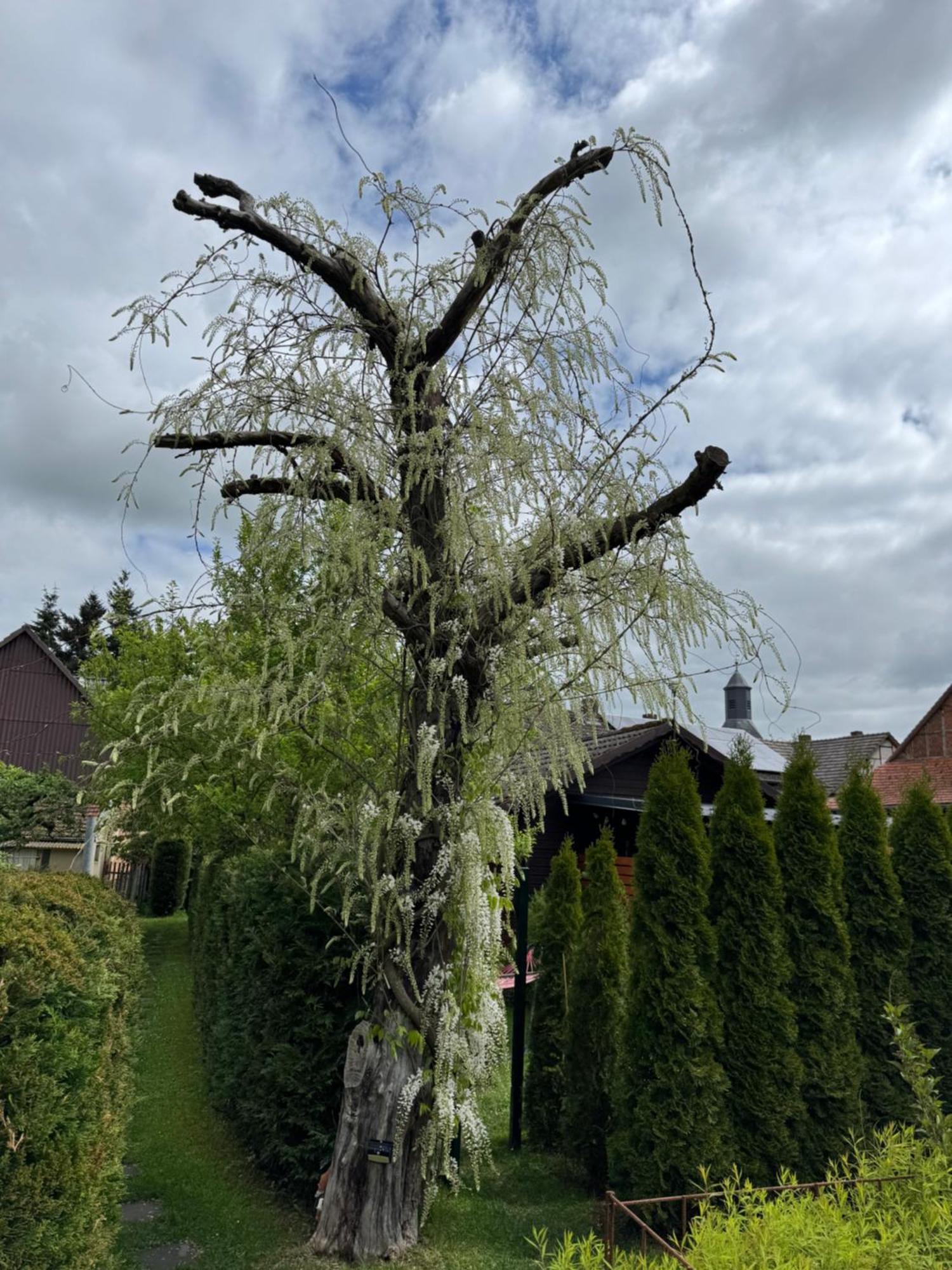 Ferienwohnung Am See Dillich - Hunde Willkommen - Eigener Eingezaeunter Garten - Ruhige Lage Borken (Hessen) Exterior foto